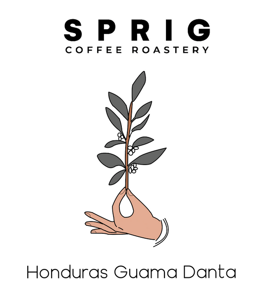 honduras guama danta washed